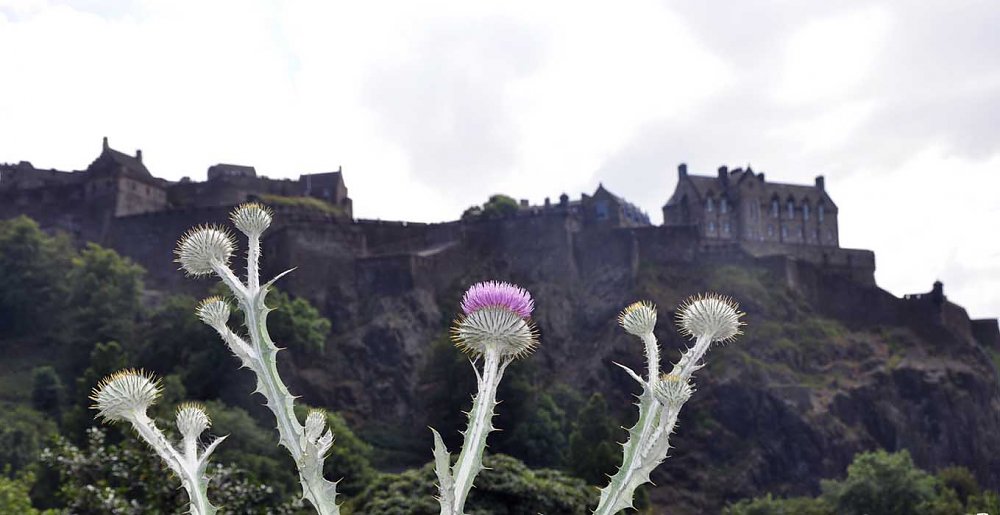 castle-thistle